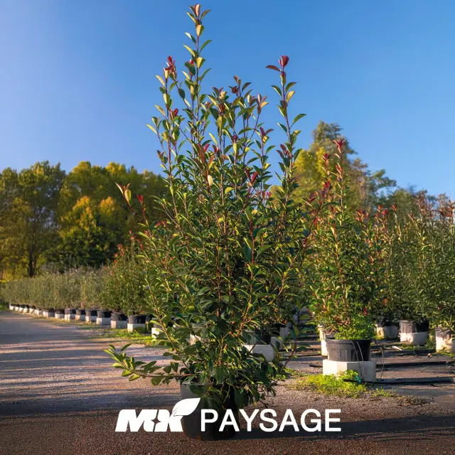 Photinia fraseri 'Red Robin'